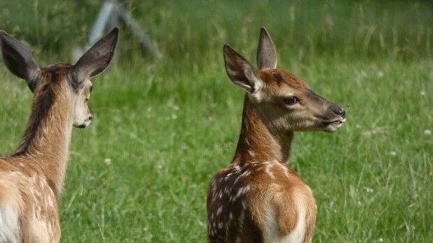 Pixabay_RoeDeer